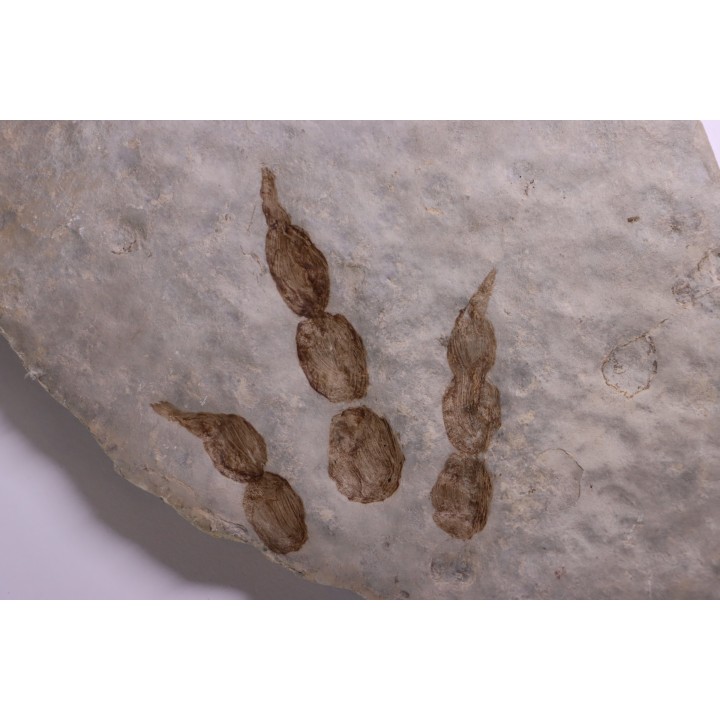 dinosaur foot print : Grallator variabilis
