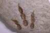 dinosaur foot print : Grallator variabilis