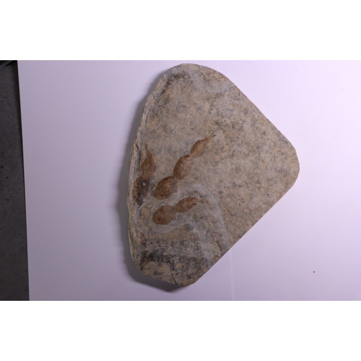 dinosaur foot print : Grallator variabilis