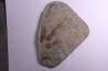 empreinte de dinosaure Grallator variabilis
