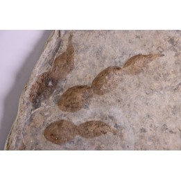 empreinte de dinosaure Grallator variabilis