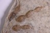 dinosaur foot print : Grallator variabilis