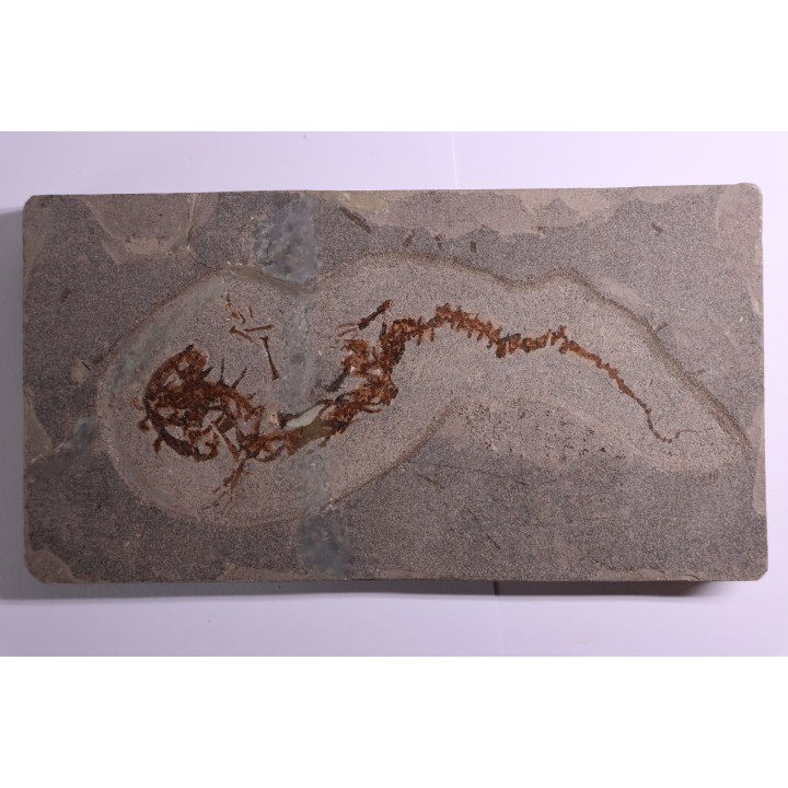 Chelotriturus paradoxus - Miocene moyen - Gacko formation - Gracanica, Bosnie