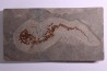 Chelotriturus paradoxus - Early Middle Miocene - Gacko formation - Gracanica, Bosnia