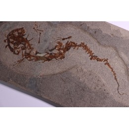 Chelotriturus paradoxus - Miocene moyen - Gacko formation - Gracanica, Bosnie