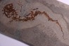 Chelotriturus paradoxus - Miocene moyen - Gacko formation - Gracanica, Bosnie