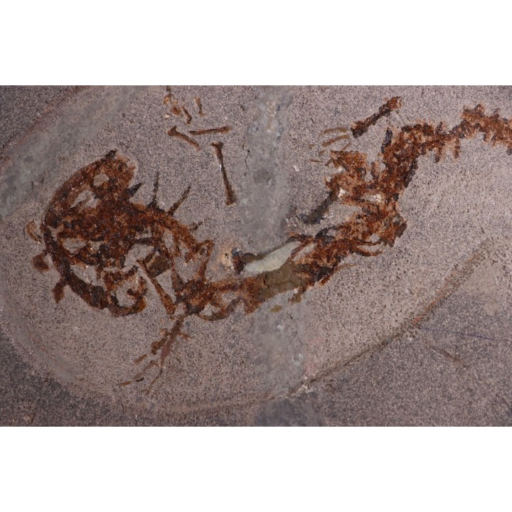 Chelotriturus paradoxus - Miocene moyen - Gacko formation - Gracanica, Bosnie