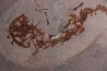 Chelotriturus paradoxus - Early Middle Miocene - Gacko formation - Gracanica, Bosnia