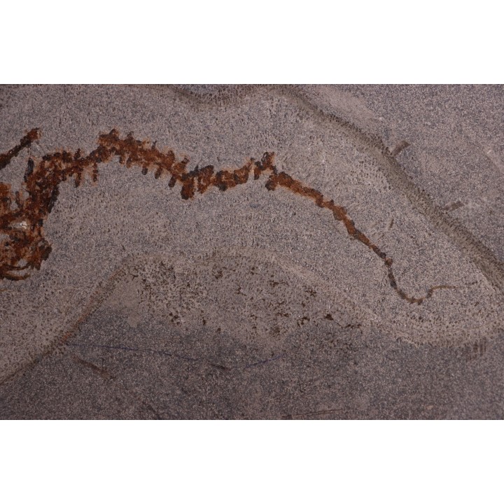 Chelotriturus paradoxus - Early Middle Miocene - Gacko formation - Gracanica, Bosnia