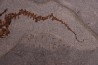 Chelotriturus paradoxus - Miocene moyen - Gacko formation - Gracanica, Bosnie