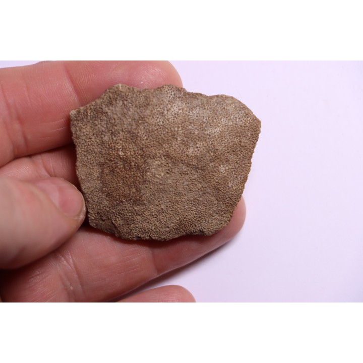 coquille d œuf de dinosaure TITANOSAURE: SALTASAURUS