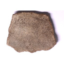 coquille d œuf de dinosaure TITANOSAURE: SALTASAURUS