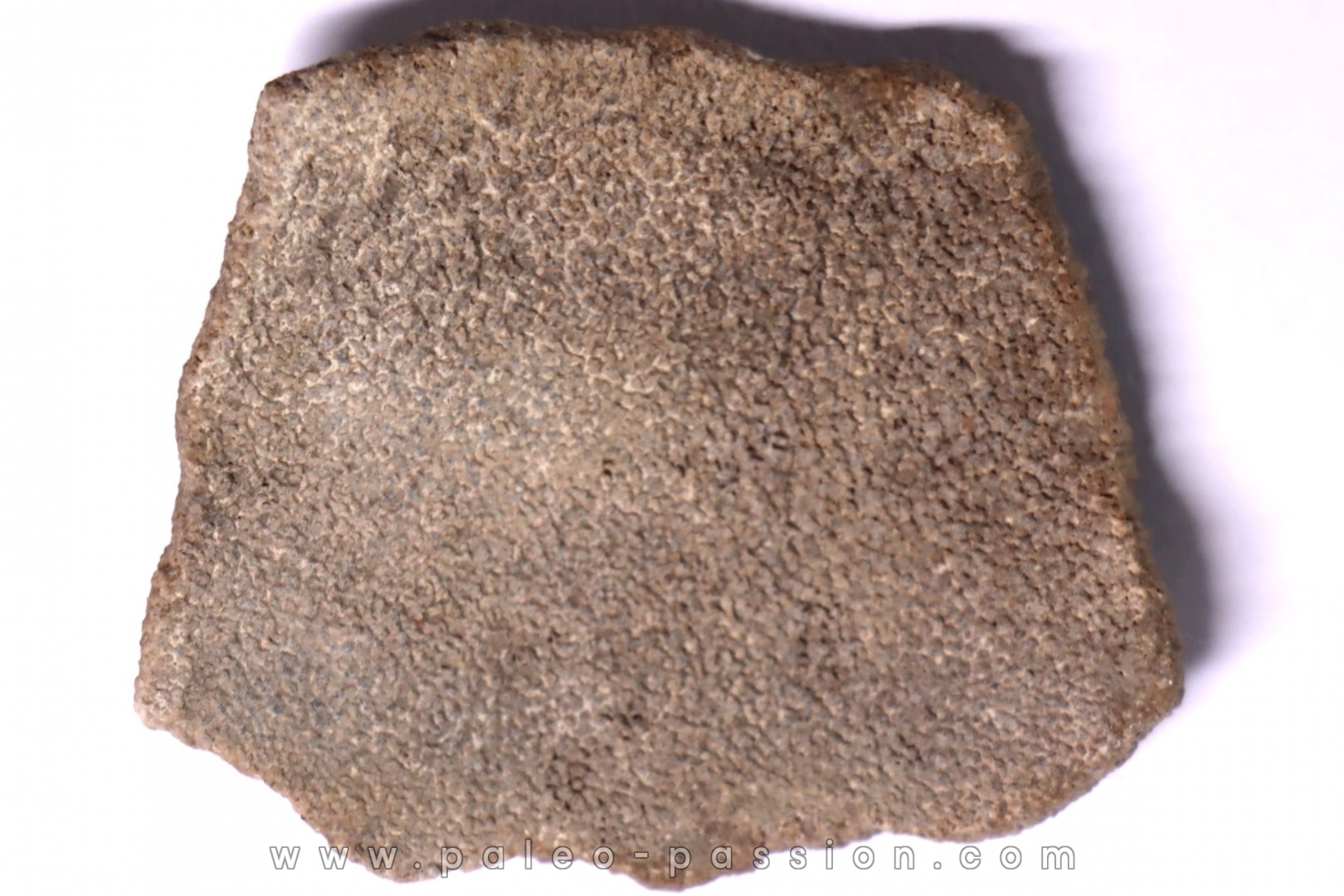 dinosaur titanosaur saltasaurus egg shell