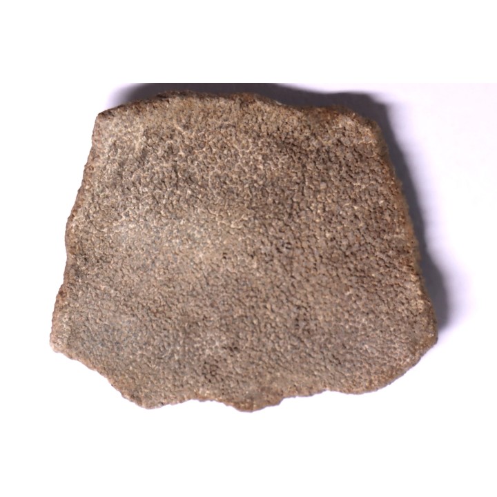dinosaur titanosaur saltasaurus egg shell
