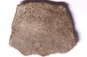 coquille d œuf de dinosaure TITANOSAURE: SALTASAURUS