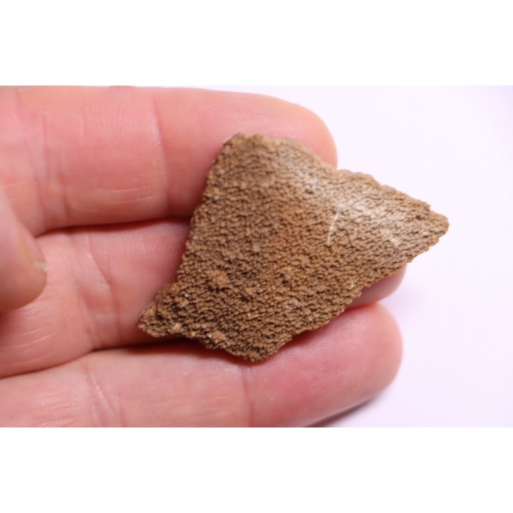 dinosaur titanosaur saltasaurus egg shell