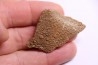 dinosaur titanosaur saltasaurus egg shell