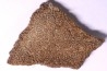 dinosaur titanosaur saltasaurus egg shell