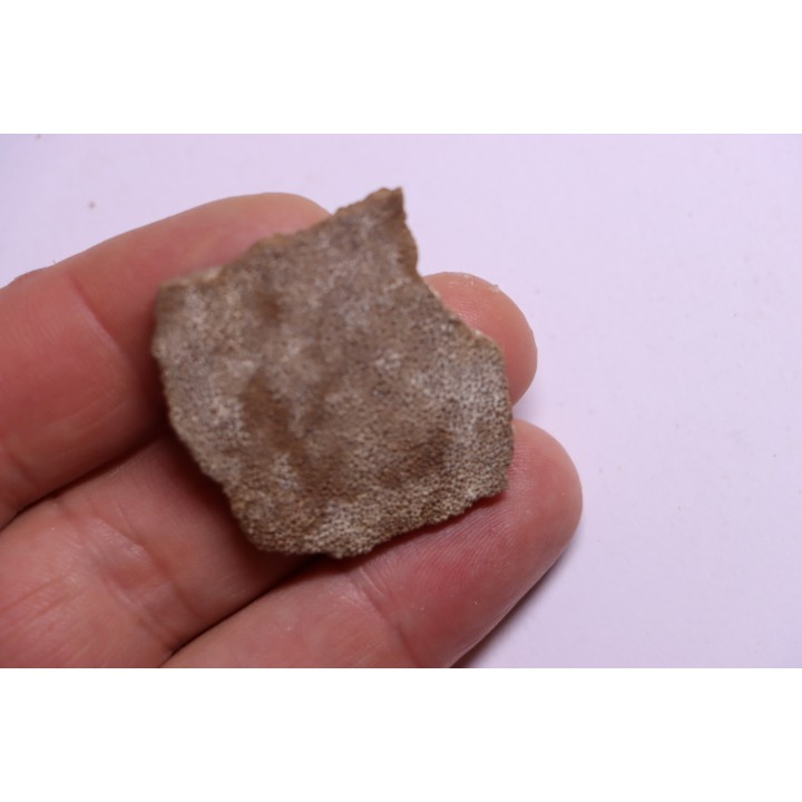 dinosaur titanosaur saltasaurus egg shell