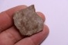 dinosaur titanosaur saltasaurus egg shell
