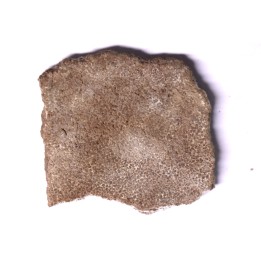 coquille d œuf de dinosaure TITANOSAURE: SALTASAURUS