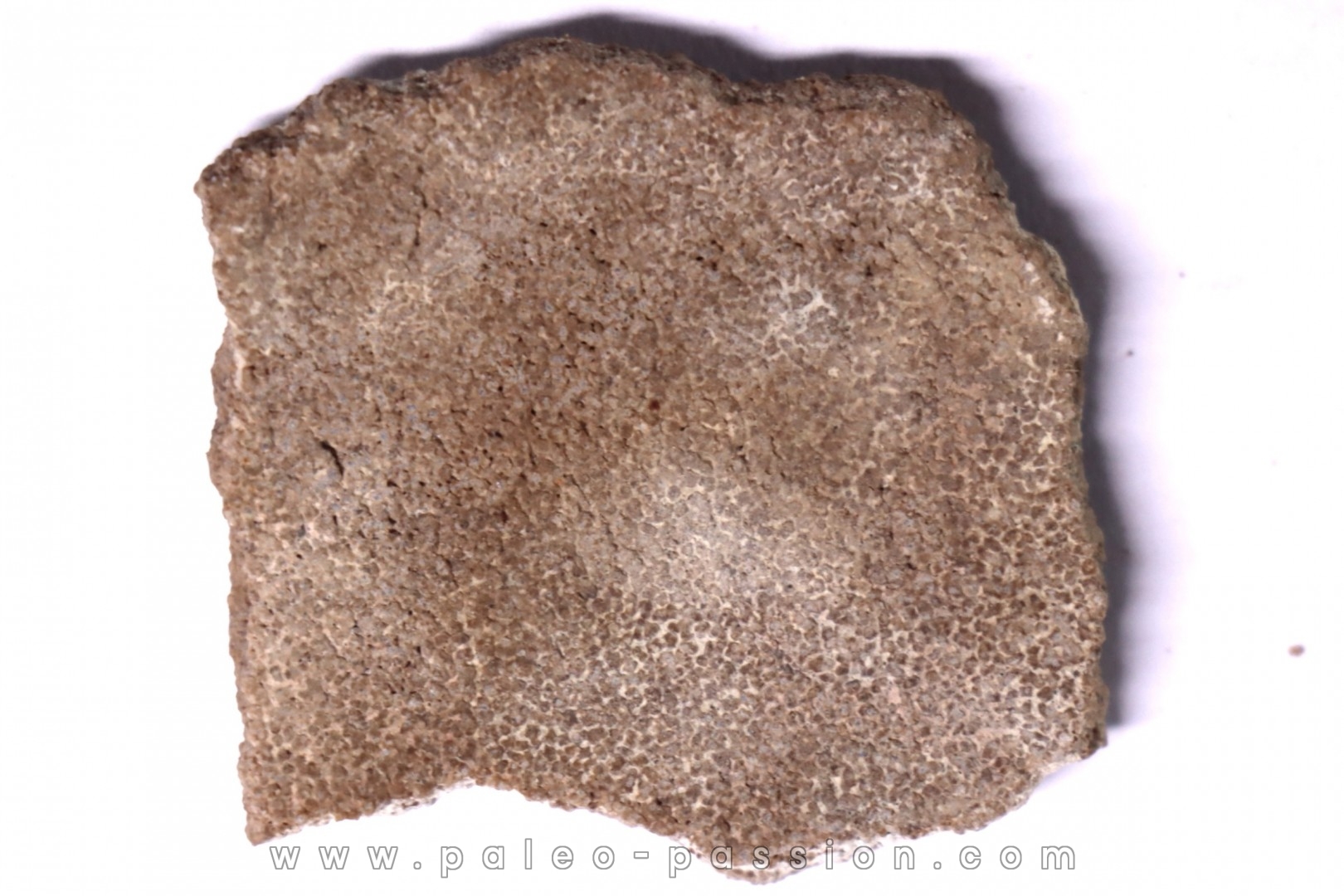 dinosaur titanosaur saltasaurus egg shell