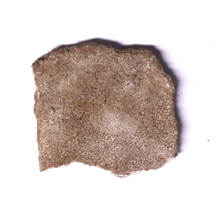 coquille d œuf de dinosaure TITANOSAURE: SALTASAURUS