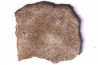 coquille d œuf de dinosaure TITANOSAURE: SALTASAURUS