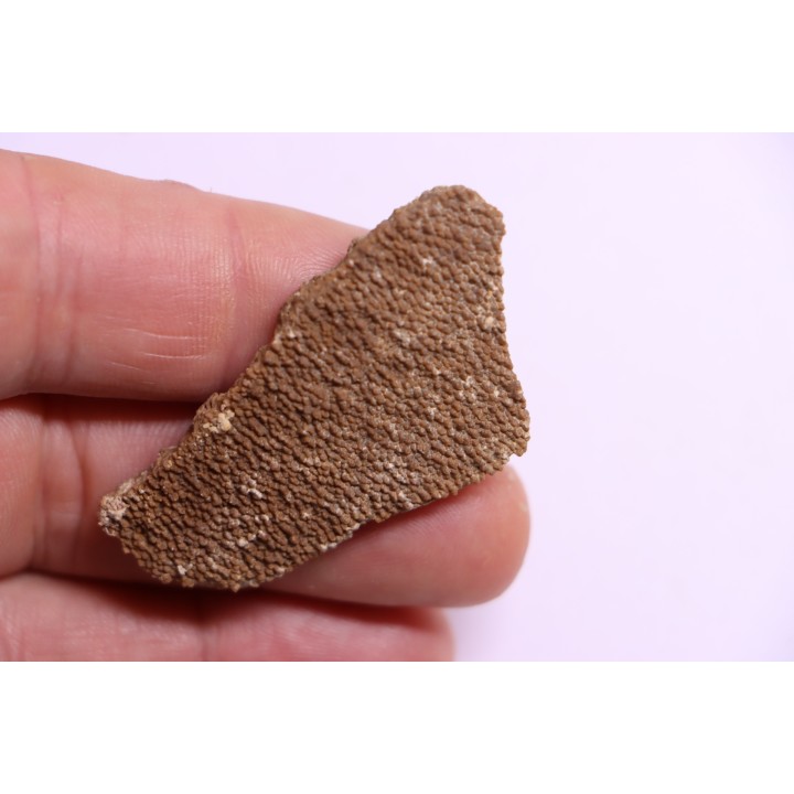 dinosaur titanosaur saltasaurus egg shell