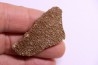 dinosaur titanosaur saltasaurus egg shell