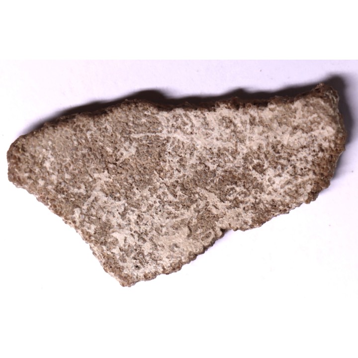 coquille d œuf de dinosaure TITANOSAURE: SALTASAURUS