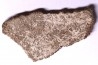coquille d œuf de dinosaure TITANOSAURE: SALTASAURUS