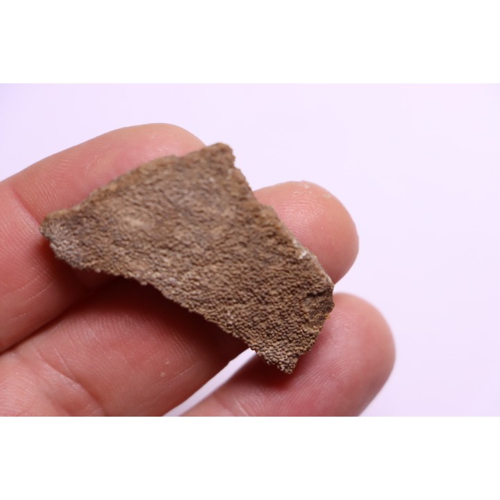 dinosaur titanosaur saltasaurus egg shell