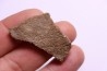 dinosaur titanosaur saltasaurus egg shell