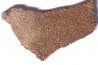 dinosaur titanosaur saltasaurus egg shell