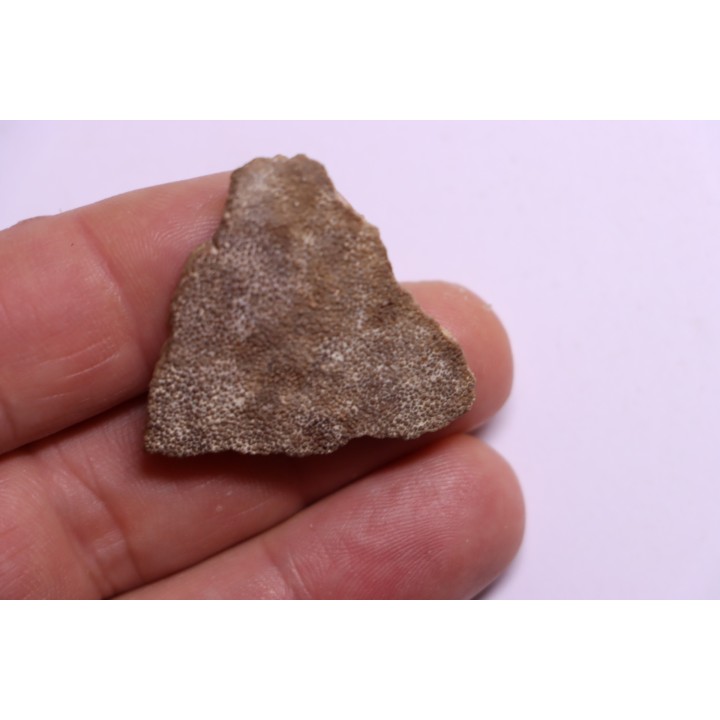 dinosaur titanosaur saltasaurus egg shell