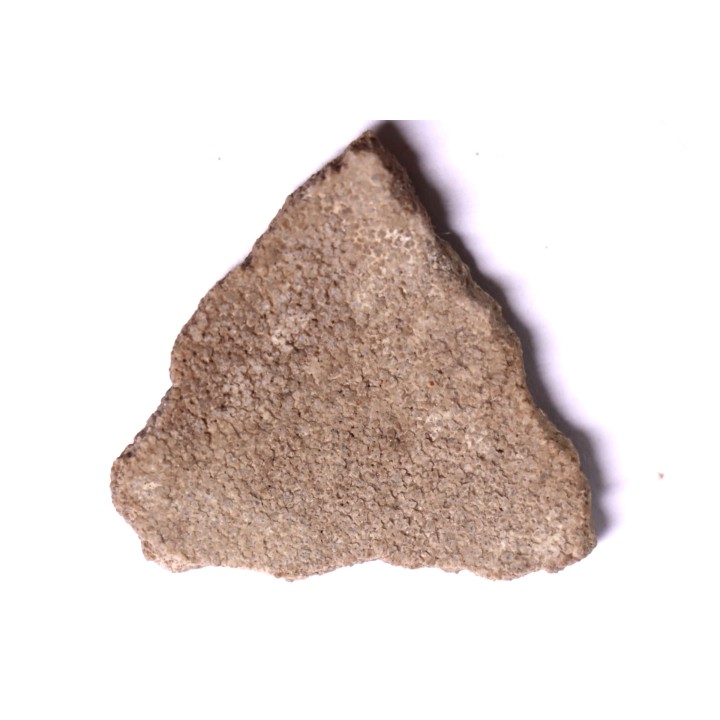 dinosaur titanosaur saltasaurus egg shell