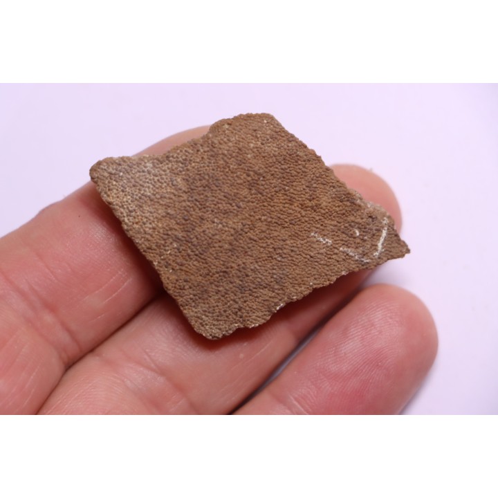 dinosaur titanosaur saltasaurus egg shell