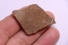 dinosaur titanosaur saltasaurus egg shell