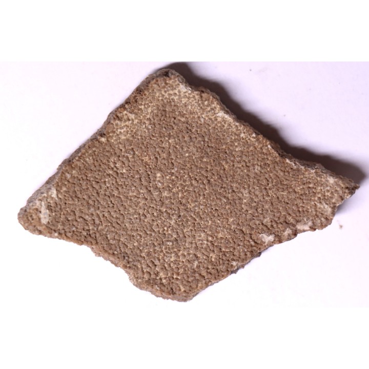 dinosaur titanosaur saltasaurus egg shell