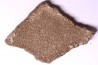 dinosaur titanosaur saltasaurus egg shell