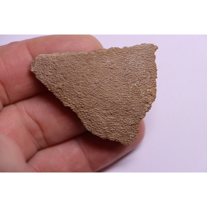 coquille d œuf de dinosaure TITANOSAURE: SALTASAURUS