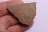 dinosaur titanosaur saltasaurus egg shell