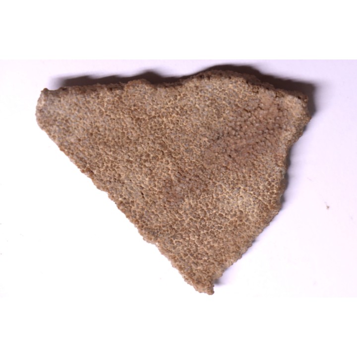 dinosaur titanosaur saltasaurus egg shell