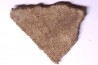 dinosaur titanosaur saltasaurus egg shell