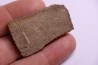 dinosaur titanosaur saltasaurus egg shell