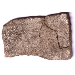dinosaur titanosaur saltasaurus egg shell