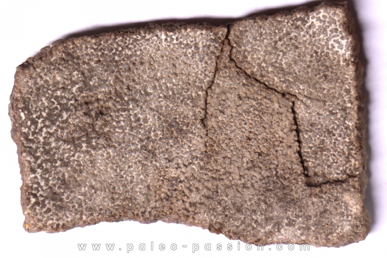dinosaur titanosaur saltasaurus egg shell