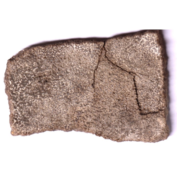 dinosaur titanosaur saltasaurus egg shell