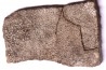 dinosaur titanosaur saltasaurus egg shell